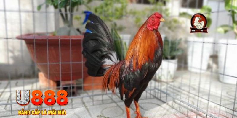 789bet win casino máy tính